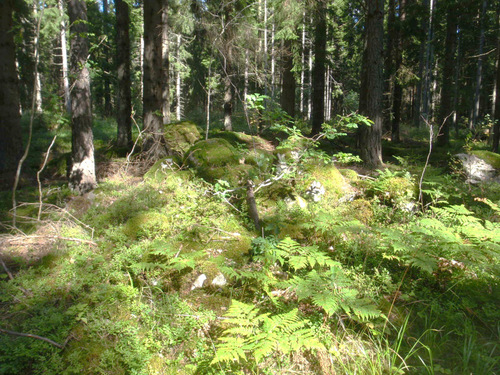 Ancient undisturbed forest floor.